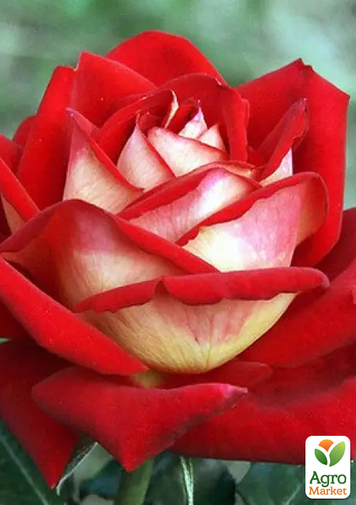 

Роза чайно-гибридная Alliance (саженец класса АА+) высший сорт