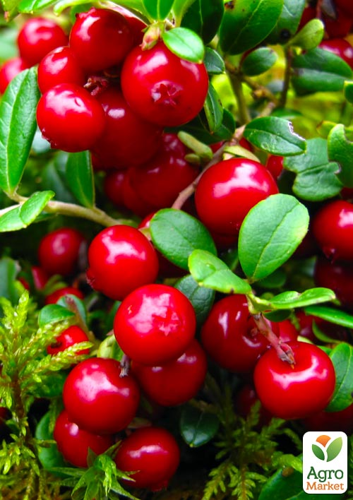 

Эксклюзив! Брусника кораллово-красная Мадам (Madam) (премиальный ремонтантный сорт, очень полезная)