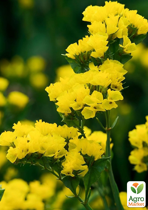 

Статица Hipster Yellow (кермек, лимониум, сухоцвет)