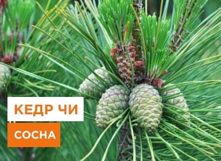 Чем отличается кедр от сосны 