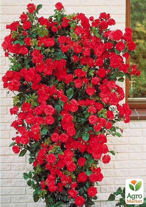 

Троянда плетиста Амадеус (саджанець класу АА +) вищий сорт