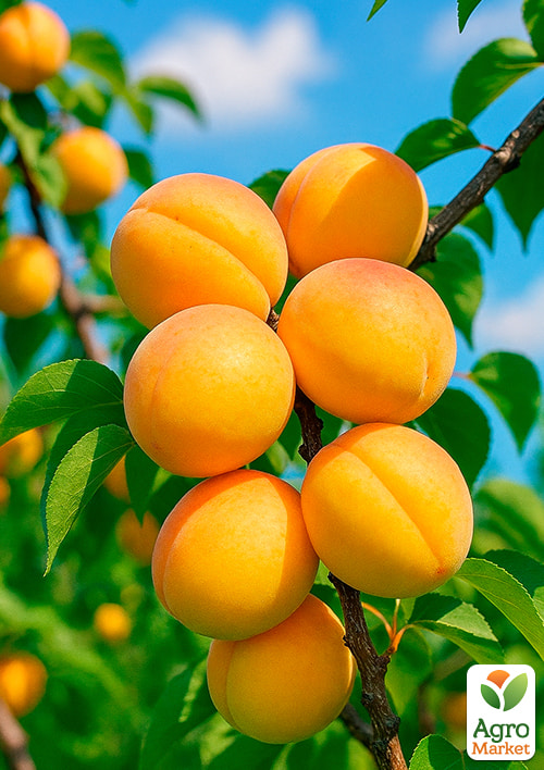 

Абрикос Баршерон (великоплідний, пізнього терміну дозрівання)