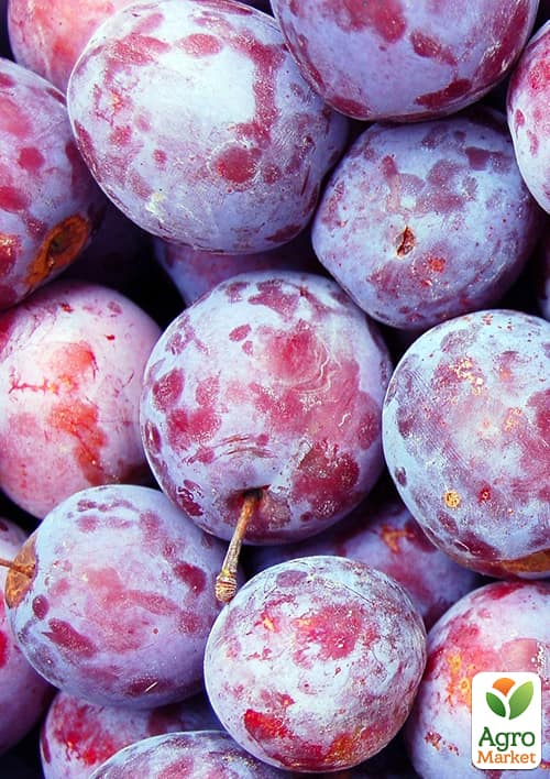 

Ексклюзив! Слива фіолетово-синя Оригінальна (Original) (преміальний стійкий до захворювань сорт, среднепозднего терміну дозрівання)