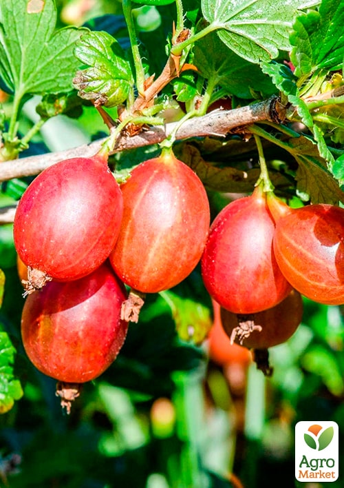 

Крыжовник Бесшипный укорененный в контейнере (среднепоздний срок созревания)