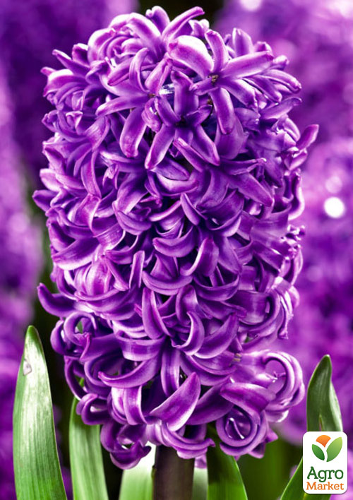 

Гиацинт Purple Sensation
