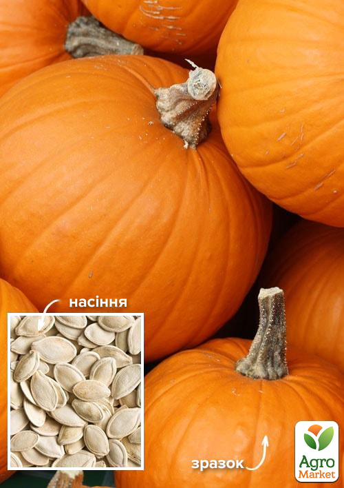 

На вагу Гарбуз Апельсинка ТМ Весна ціна за 15г