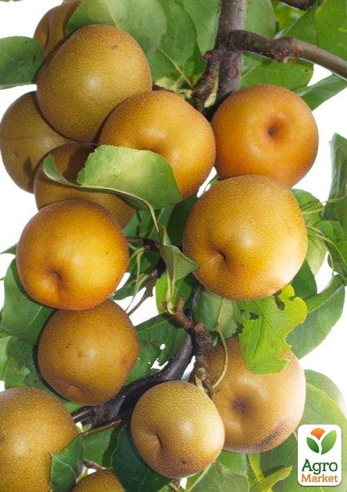 

Азиатская груша Коко Суи с мускатно-шоколадным привкусом (осенний сорт, поздний срок созревания)