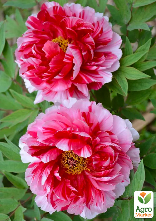 

Пион древовидный Dao Jin (Китай, саженец 2 года)