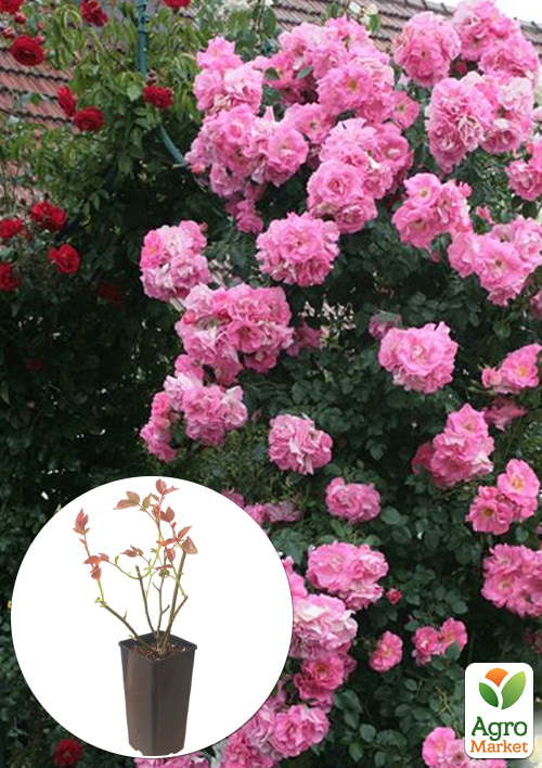 

Троянда плетиста Chaplin's Pink у контейнері, вищий сорт