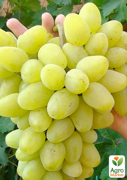 

Виноград Олигарх (ранний срок созревания, морозостойкость до -25⁰С)