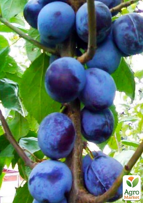 

Слива колоновидная Анже Эксклюзив