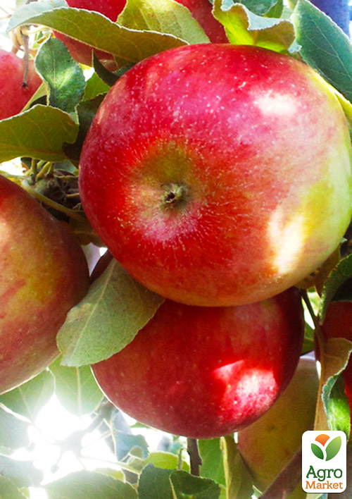 

Яблоня Хоней Крисп (зимний сорт, поздний срок созревания)