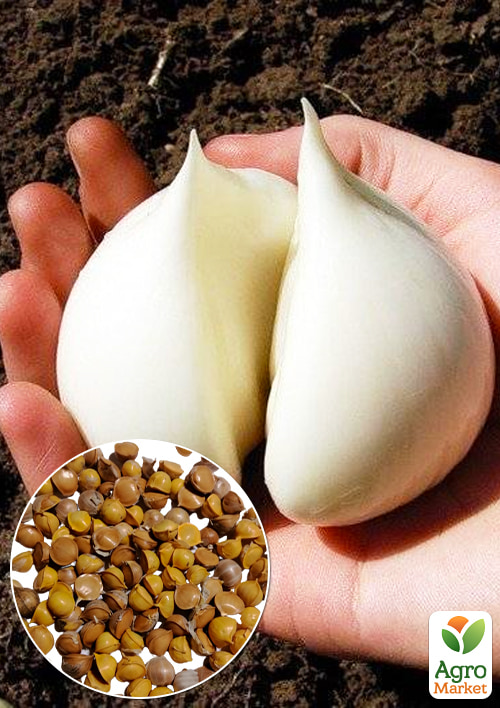 

Гигантский чеснок Рокамболь Испанский воздушные луковички (бульбочки)