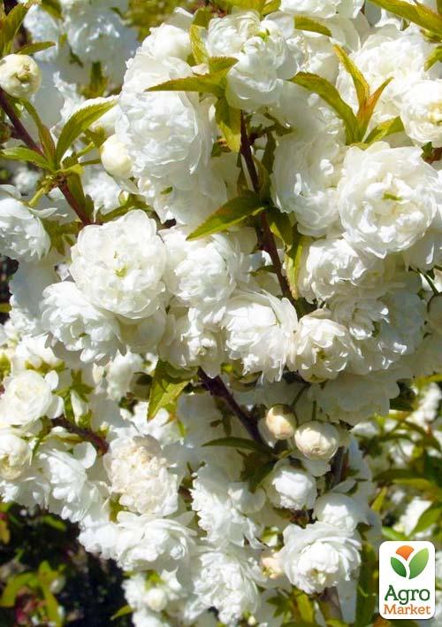 

Декоративний Мигдаль Білоквітучий