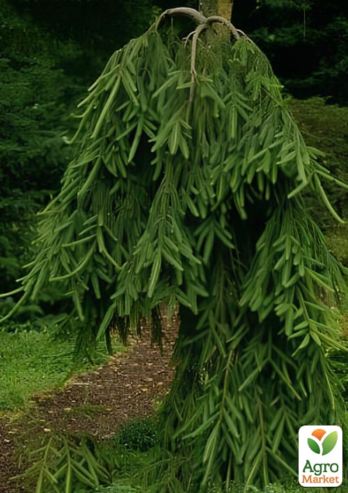 

Ялина звичайна Frohburg, С7.5 висота 80-90см