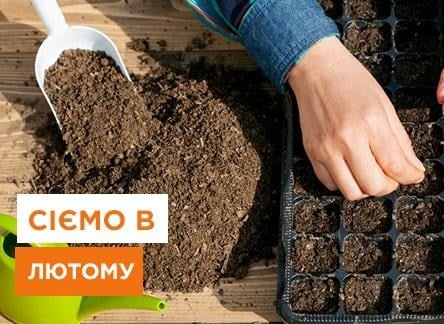 Розсада в лютому, що сіяти на розсаду в лютому - Agro-Market