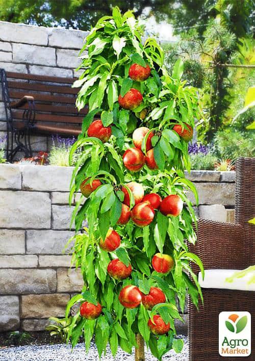 

Ексклюзив! Нектарин колоновидний Містер Персі (Mr. Percy)