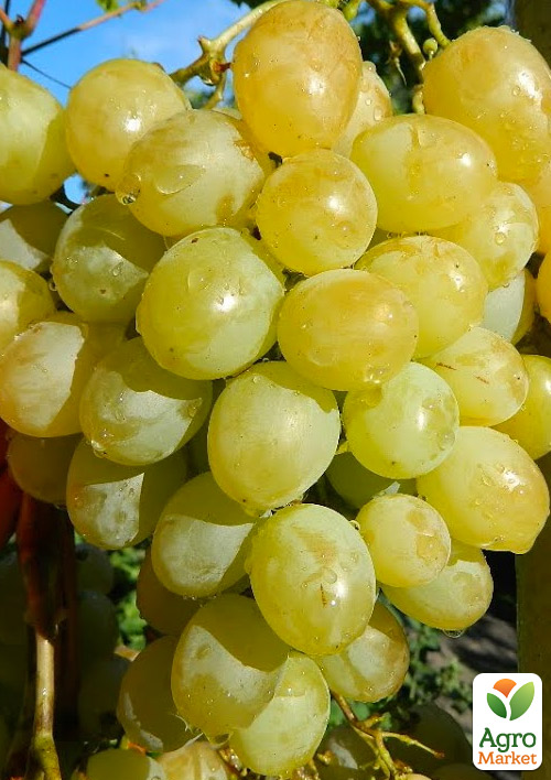 

Виноград Валек (надранній мускат з грушевим присмаком, вага грона до 2000гр)