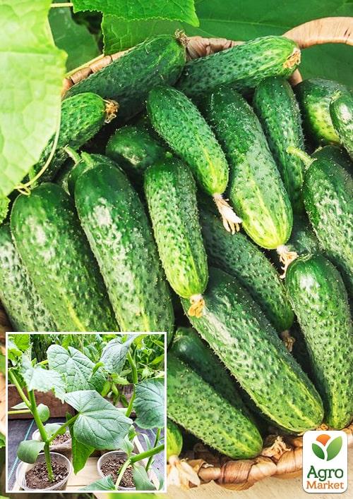 

Рассада Огурец «Мурашка» (фермерское взращивание), 1шт в упаковке