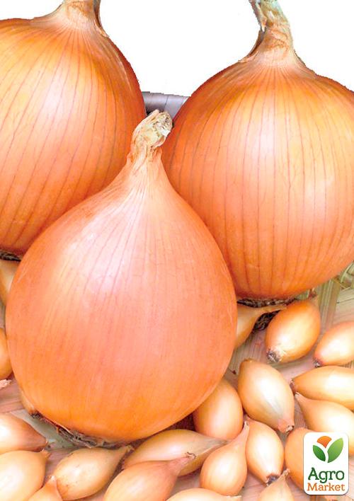 

Голландська цибуля-сівок 0.5кг (арбажейка) ранній, жовтий Штур БС20