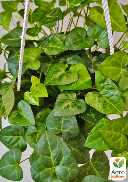 

Плющ узколистный Mein Herz контейнер Р9