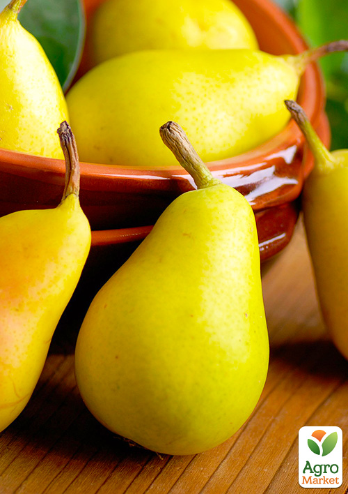 

Эксклюзив! Груша Легенда Карпат (Legend of the Carpathians) (премиальный осенний сорт, украинской селекции)