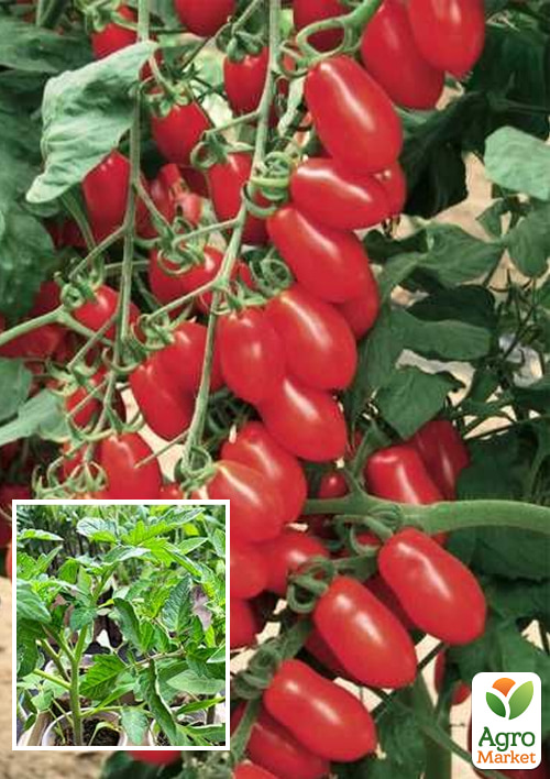 

Розсада Томат Черрі «Коліна F1» (фермерське вирощування), 1 шт. в упаковці