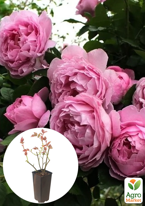 

Троянда англійська «Mary Rose» у контейнері, вищий сорт