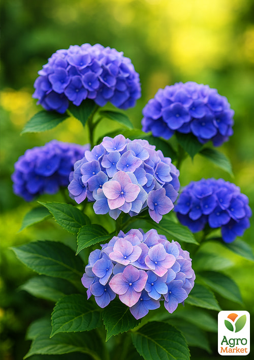 

Гортензія крупнолистова Blauer Zwerg вазон Р9