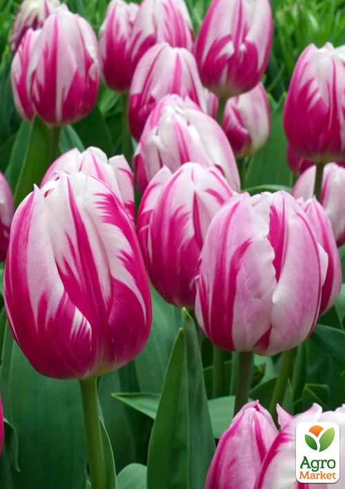 

Тюльпан Bojangles