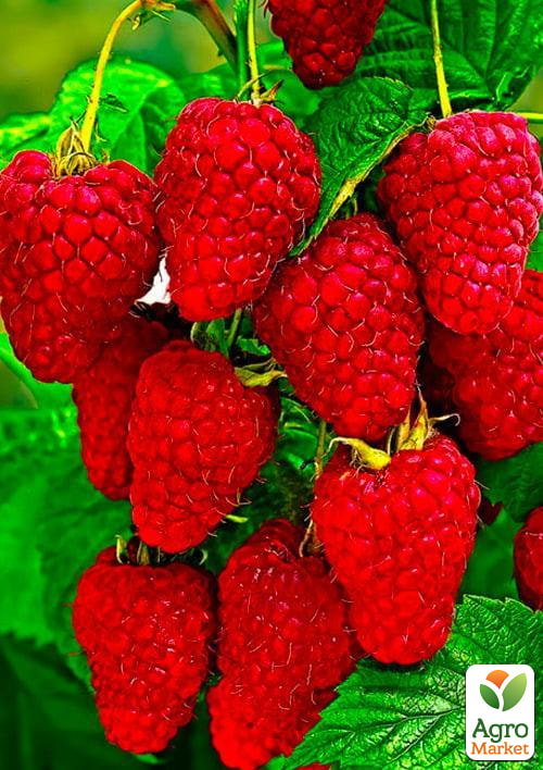 

Малина Брусиловский стандарт (ремонтантный сорт, ранний срок созревания) 1-летний саженец