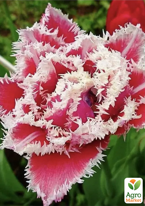 

Тюльпан Brest