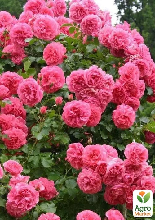 

Троянда плетиста Парад (саджанець класу АА +) вищий сорт
