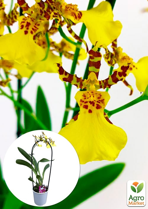 Орхидея Камбрия "Honey Bee" 1 саженец в упаковке (комнатный) Нидерланды