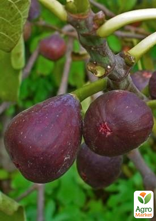 

Інжир «Фініковий» (ремонтантний, великоплідний, транспортабельний сорт)