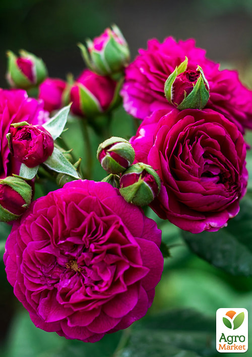 

Троянда шрабова Purple Lodge (саджанець класу АА+) вищий сорт