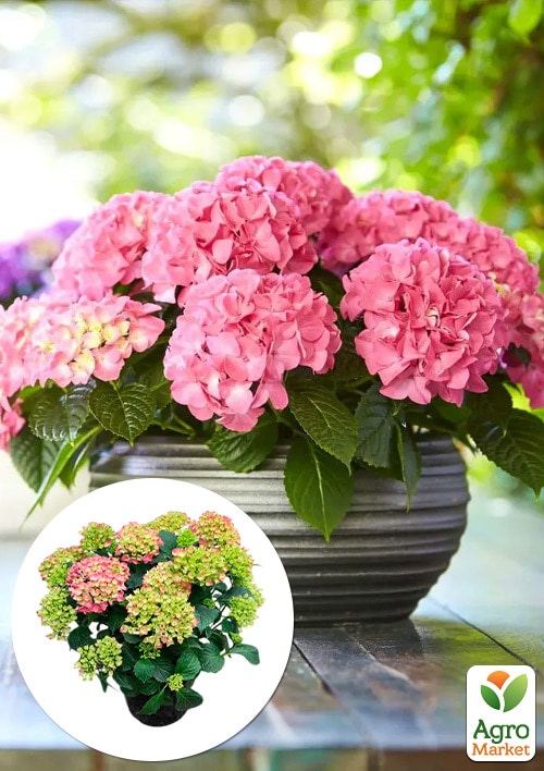 

LMTD Гортензія великолиста квітуча 4-річна Tabletensia Pink (40-50см)