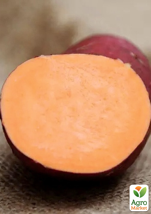 

Батат Georgia Jet (сладкий картофель) маточный клубень