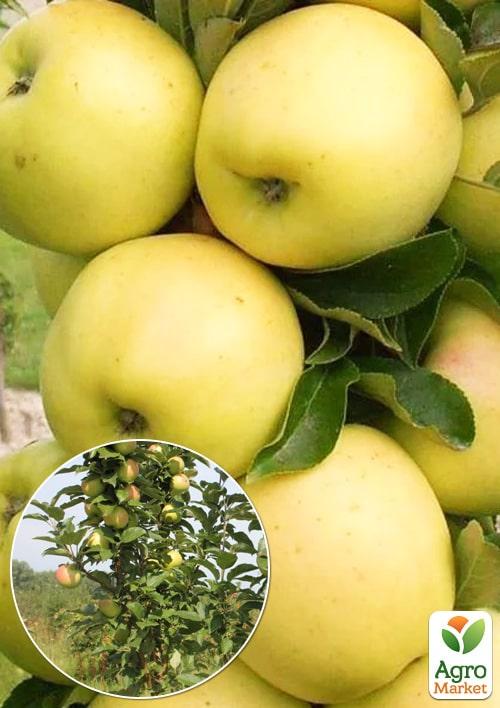 

Эксклюзив! Яблоня колоновидная золотисто-желтая с глянцевым отливом Белладонна (Belladonna) (премиальный, позднеосенний сорт)