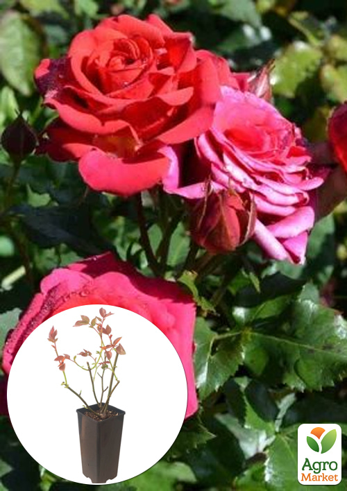 

Роза спрей Mirabel в контейнере, высший сорт