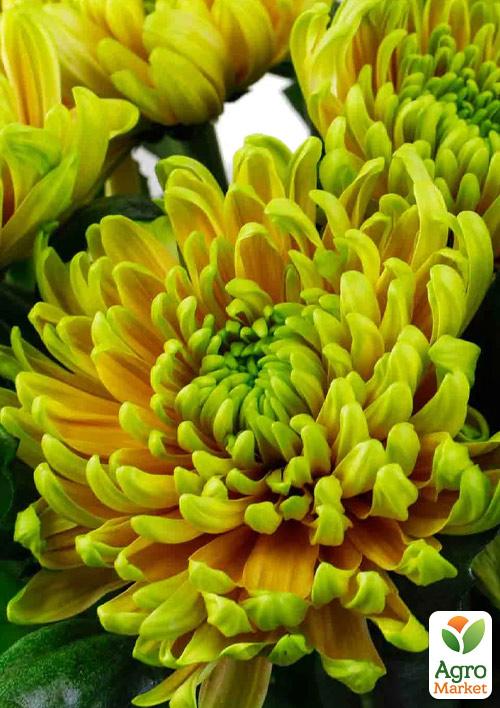 

Хризантема Woodstock Orange (низькоросла великоквіткова)