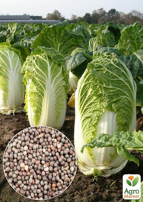 

На развес Капуста пекинская ТМ Весна цена за 2г