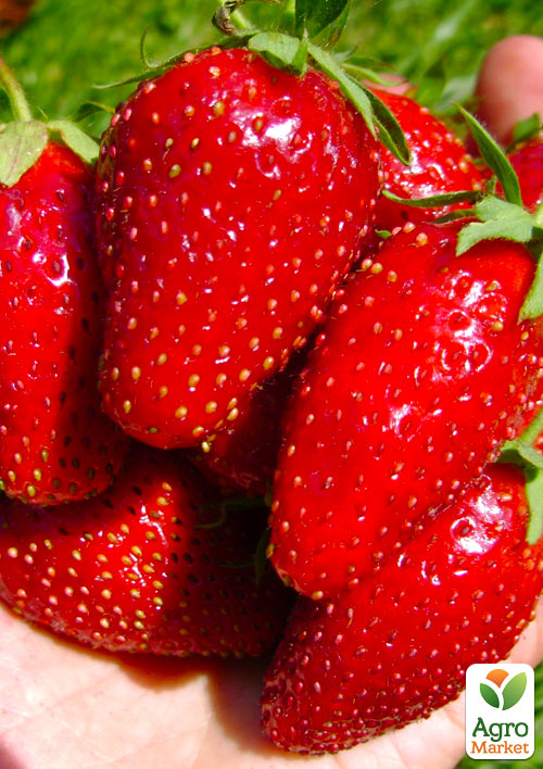 

Ексклюзив! Полуниця насичено-червона Велика Ненсі (Big Nancy) 5шт (преміальний ремонтантний сорт, гігантські ягоди)