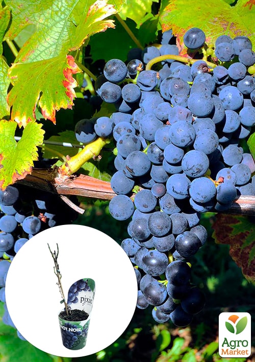 

LMTD Виноград Pinot Noir (сортовой, укорененный)