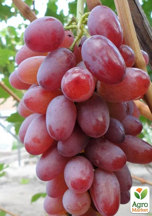 

Виноград Малиновый Супер ( мускат, ультрараннего срока созревания)