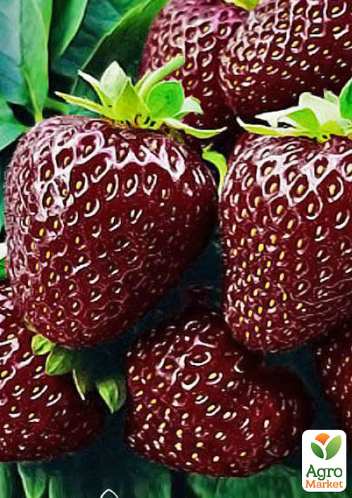 

Клубника Черный принц (Black Prince) (средний срок созревания)