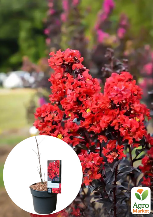 

LMTD Лагерстремия 2-х летняя Red Hot (высота 20-40 см)