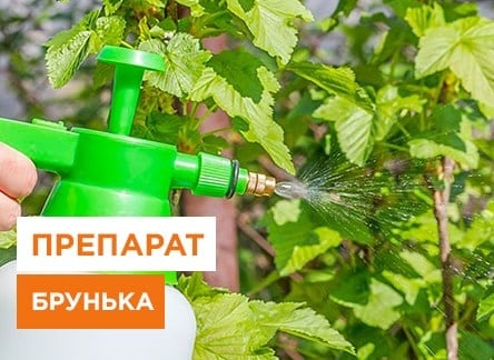 Препарат Брунька: коли використовувати препарат Брунька | Agro-Market