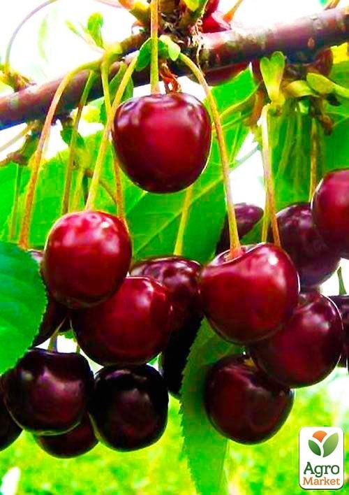 

Вишня Возрождение (летний сорт, ранний срок созревания)