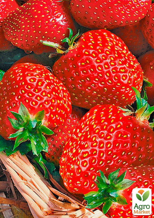 

Полуниця Гранд Роса (середньоранній термін дозрівання, великоплідний сорт)